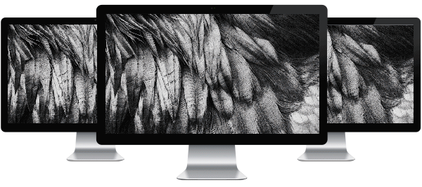 3 Monitors - Feathers